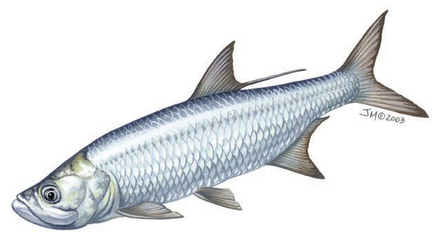 tarpon